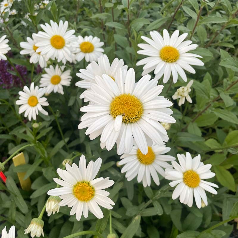 3521  Leucanthemum superbum  Becky  I  Svenskt namn  :Jätteprästkrage  I  Krukstorlek   : 11c  I  Förväntad Höjd  :  60 cm  I  Blomningstid :  juni-aug - 2