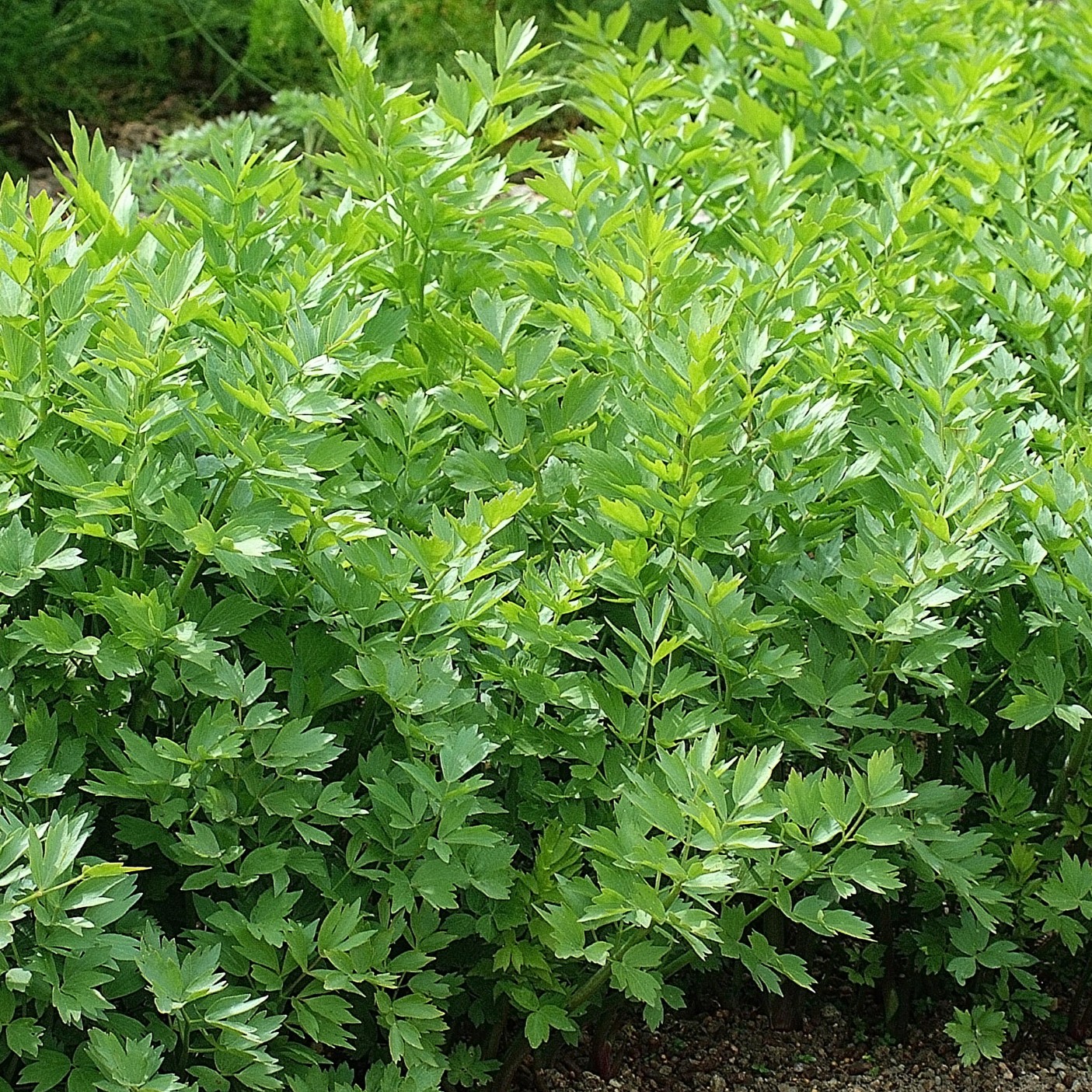 8870  Levisticum officinale  I  Svenskt namn  : Libbsticka  I  Krukstorlek   : SQ1  I  Förväntad Höjd  :  150 cm  I  Blomningstid :  juni-juli