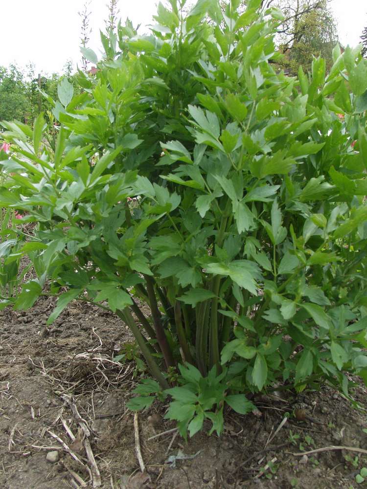 8870  Levisticum officinale  I  Svenskt namn  : Libbsticka  I  Krukstorlek   : SQ1  I  Förväntad Höjd  :  150 cm  I  Blomningstid :  juni-juli - 2