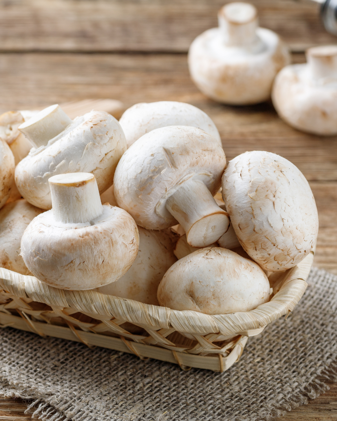 Svampodlingskit - Vit champinjon - 3 liter