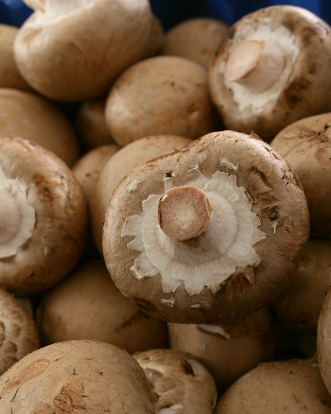 Svampodlingskit - Brun Champinjon - 3 liter