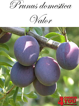 P.dom Valor   (CAC) P.cer    Stam 2-års A-kv Co.
