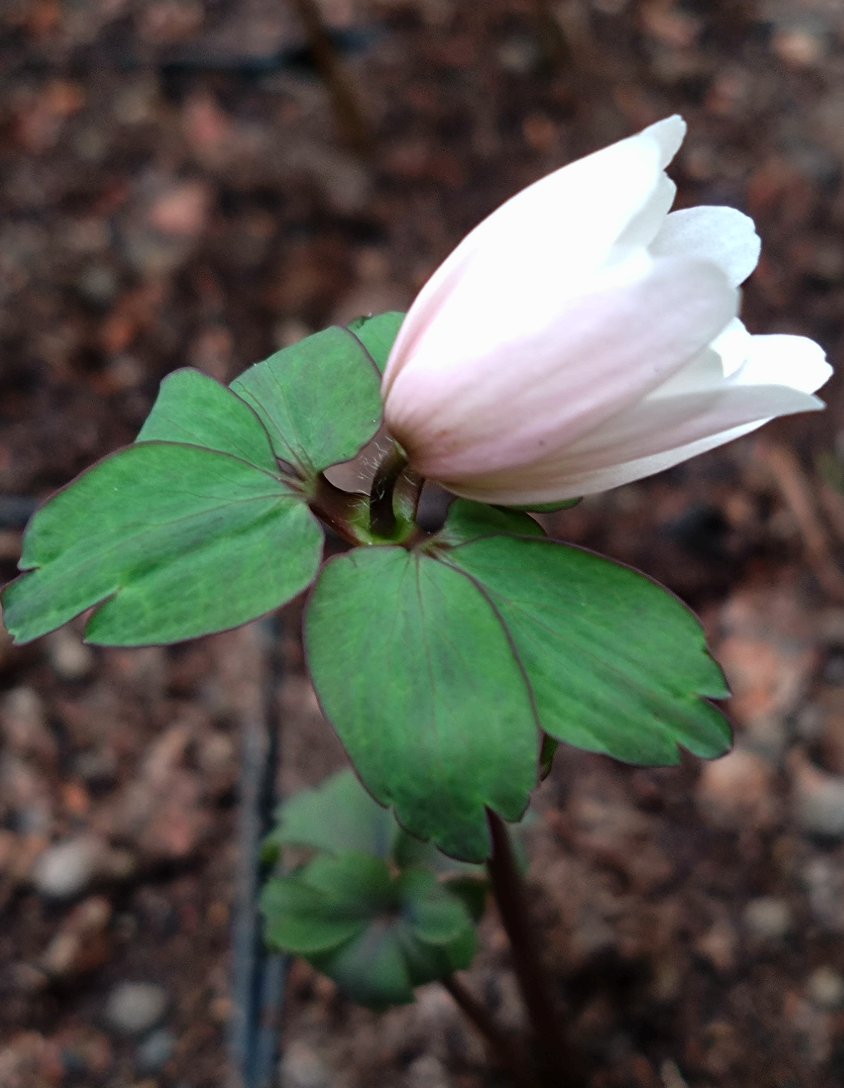 Anemone raddeana f rosea