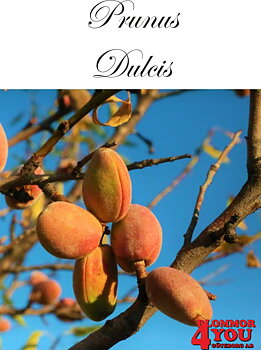 Sötmandel :  Prunus dulcisBusk Co