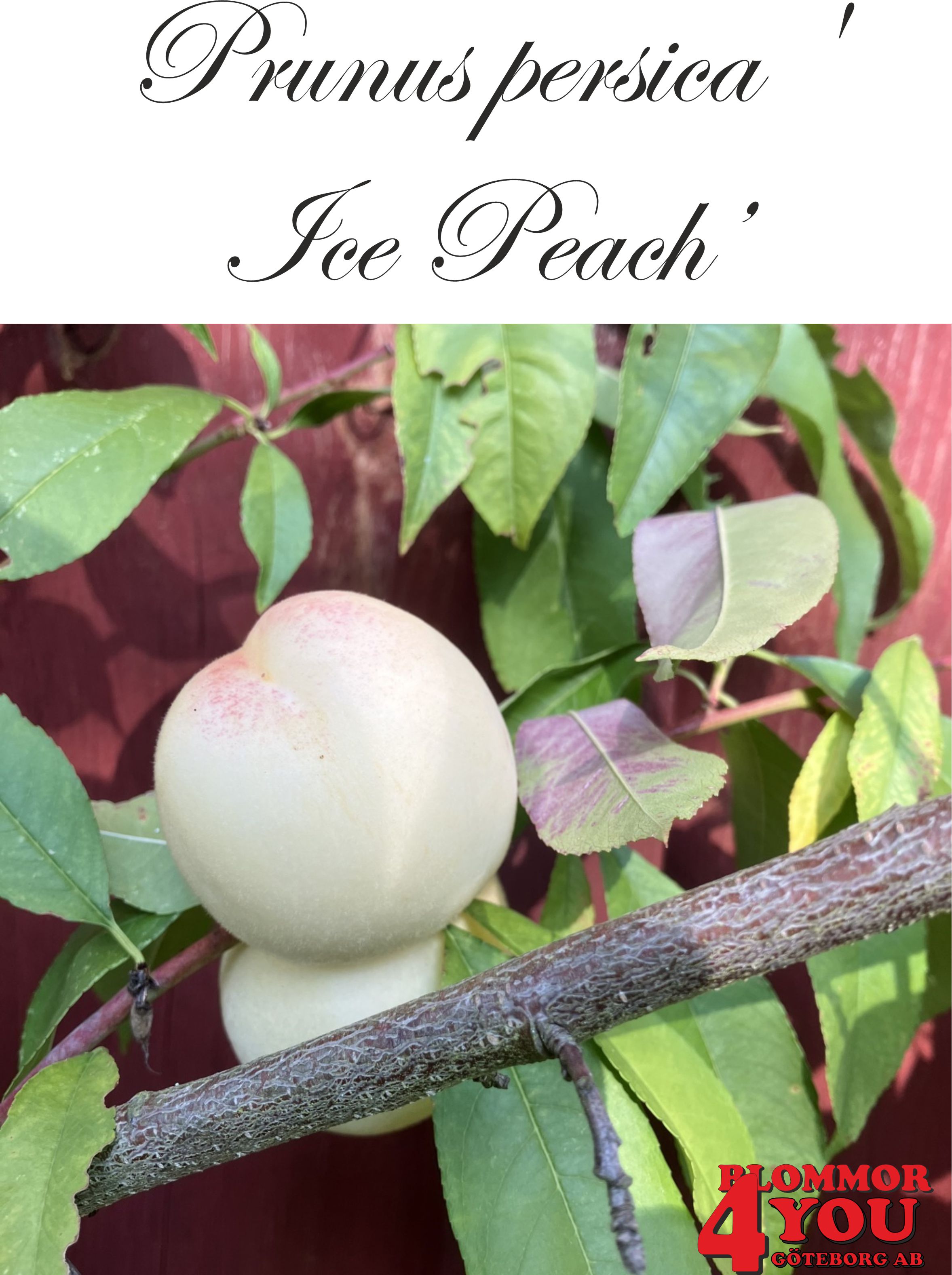 Prunus persica Ice Peach (CAC)  Busk co