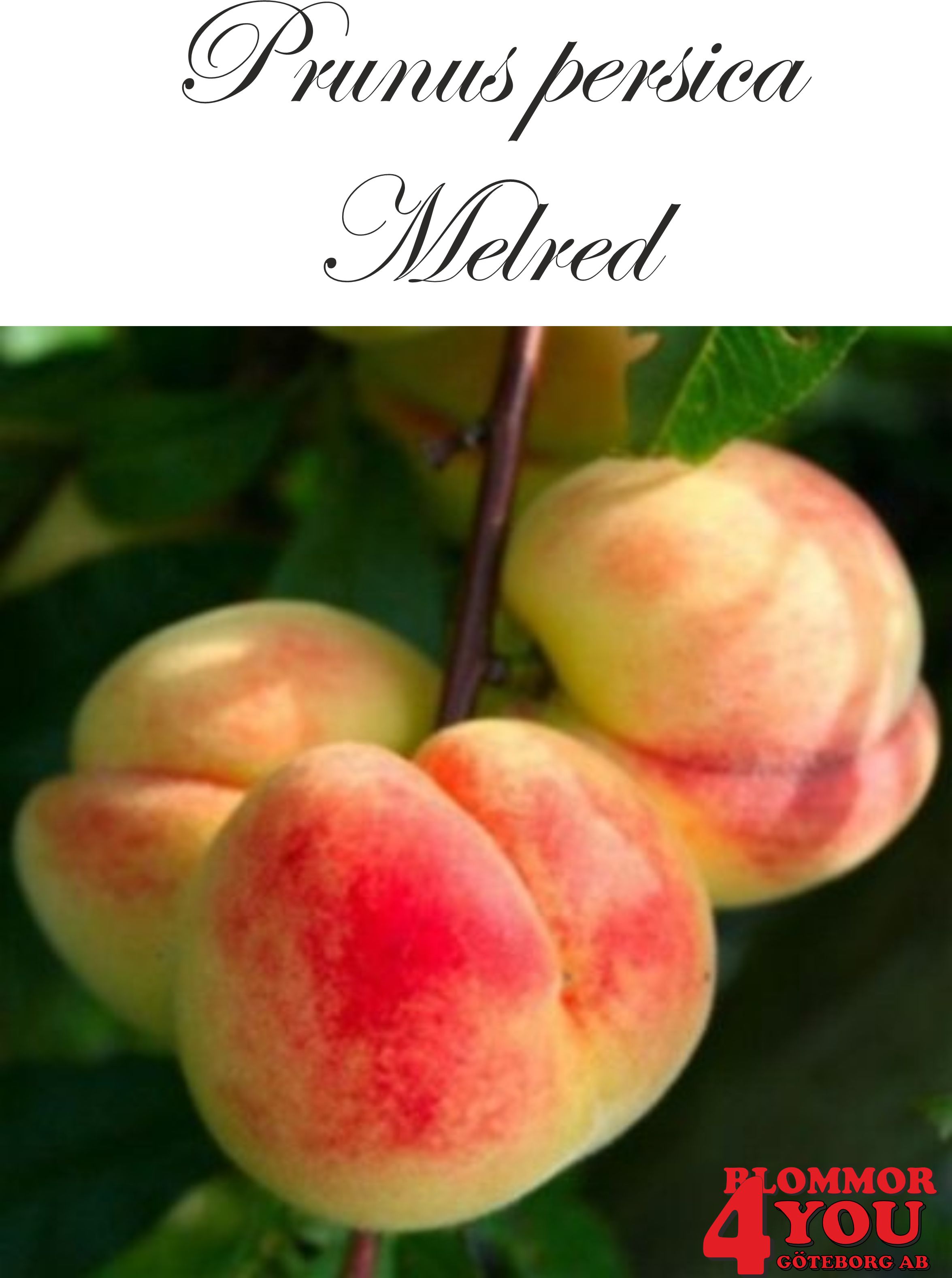 Prunus persica Melred   (CAC) Busk co