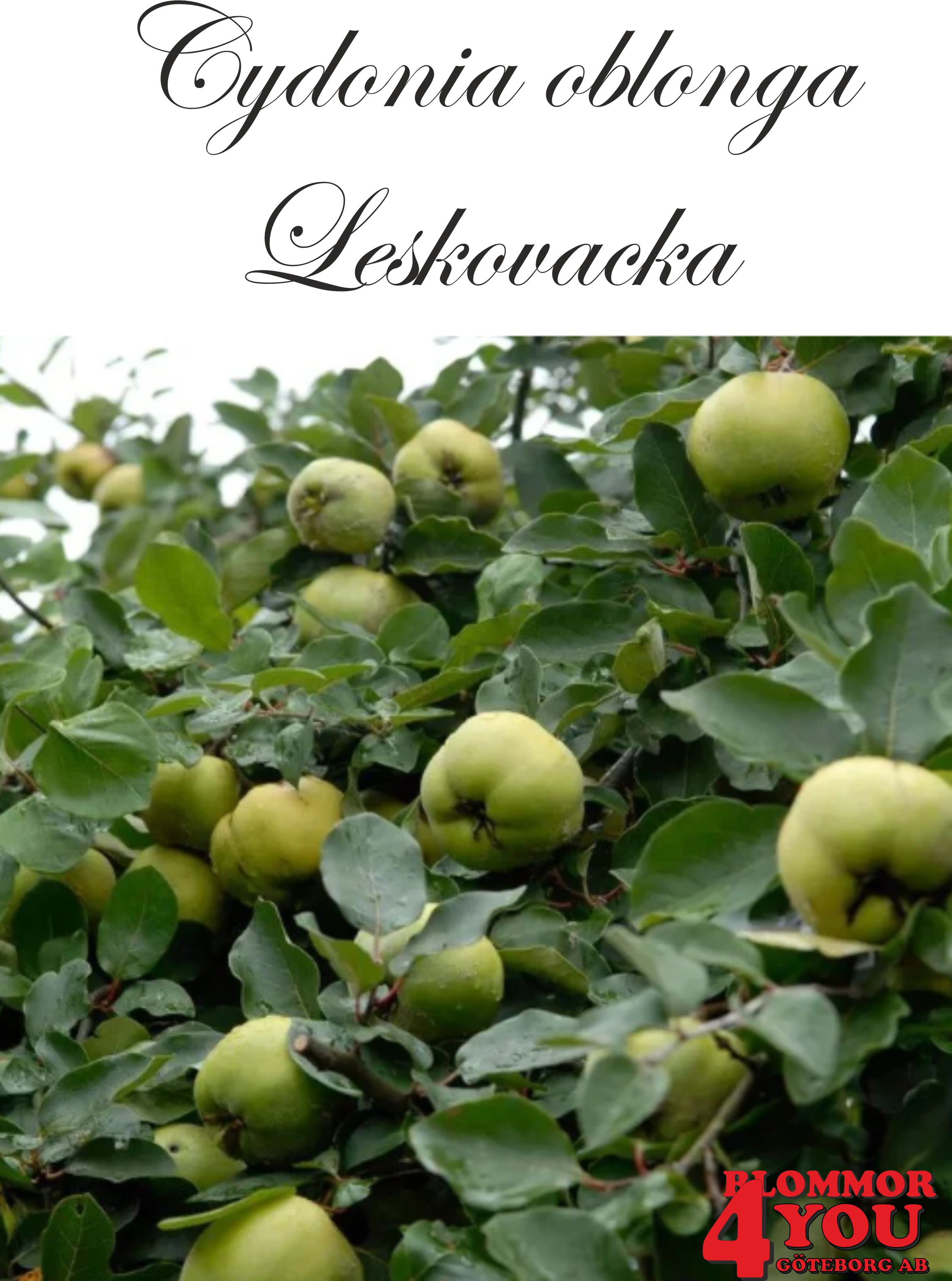 Kvitten  Cydonia oblonga Leskovacka Sh 80-90 Co