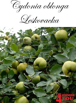 Kvitten  Cydonia oblonga Leskovacka Sh 80-90 Co