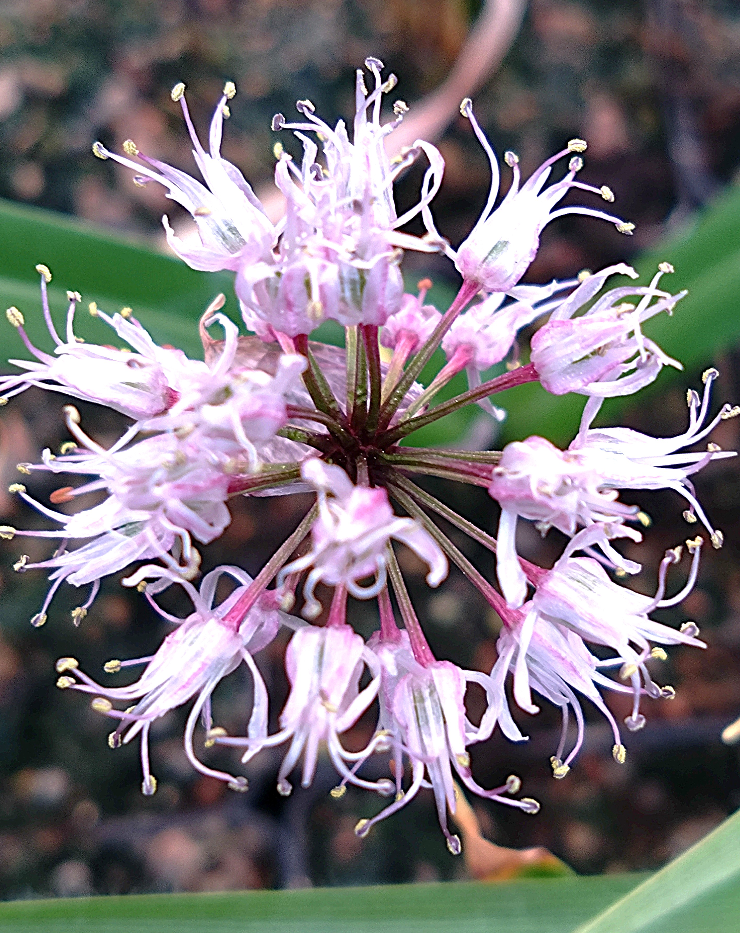 Allium sp Ex Kina
