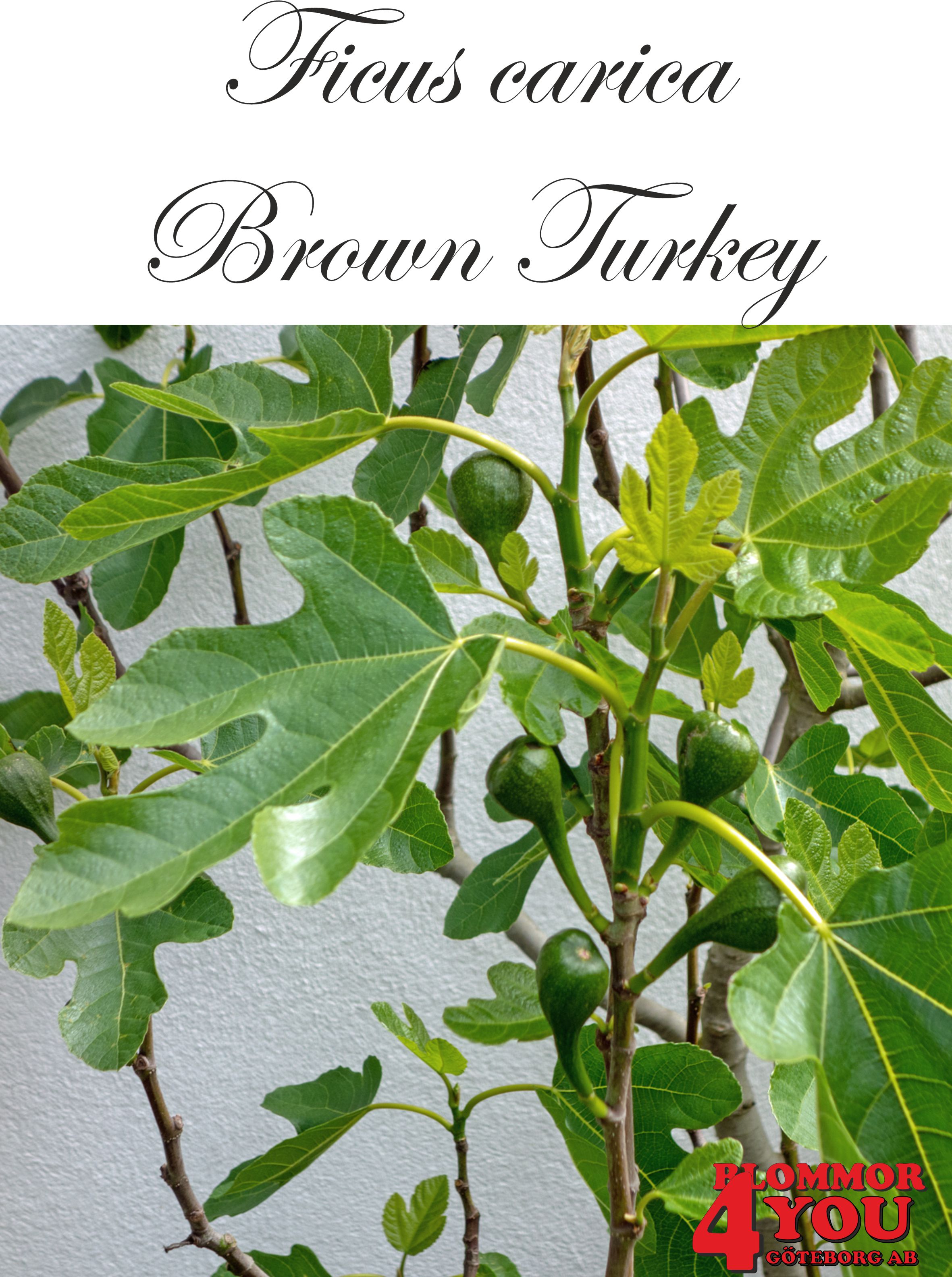 Ficus carica (Adriafikon) Brown Turkey (CAC) A-kv Co