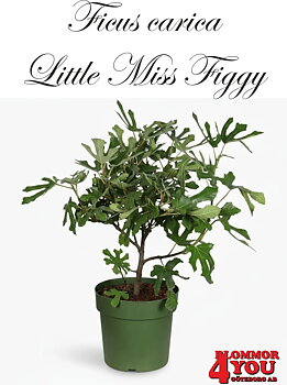 Ficus car. Little Miss Figgy (LMF01*) (CAC) A-kv Co