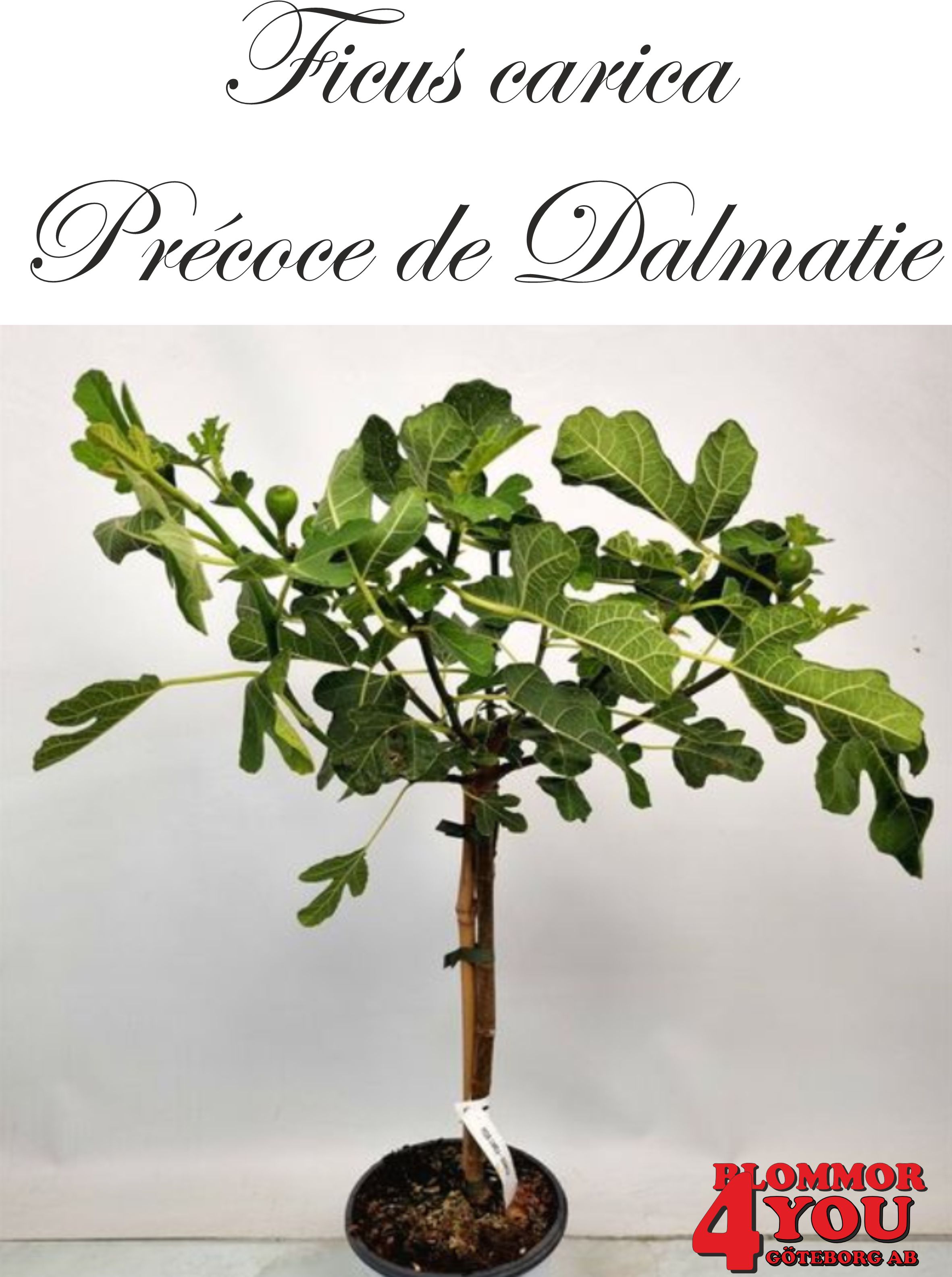 Ficus car.Précoce de Dalmatie (CAC)(Bornholms Diamant) A-kv Co