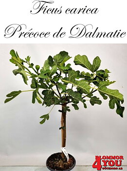 Ficus car.Précoce de Dalmatie (CAC)(Bornholms Diamant) A-kv Co