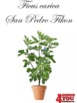 Ficus carica (San Pedrofikon) King  (CAC) A-kv Co