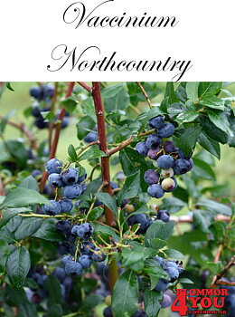Amerikanskt blåbär  Vaccinium (Angustifolium) Northcountry (CAC) Busk C3,5