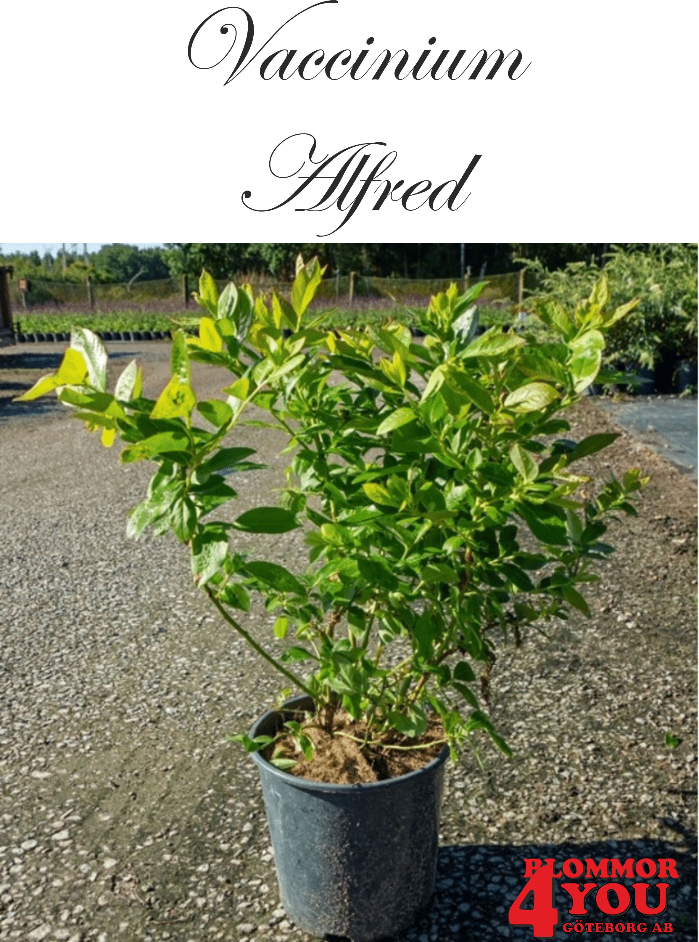 Amerikanskt blåbär  Vaccinium cor. ALFRED® E (Cosmopolitan) Busk C2