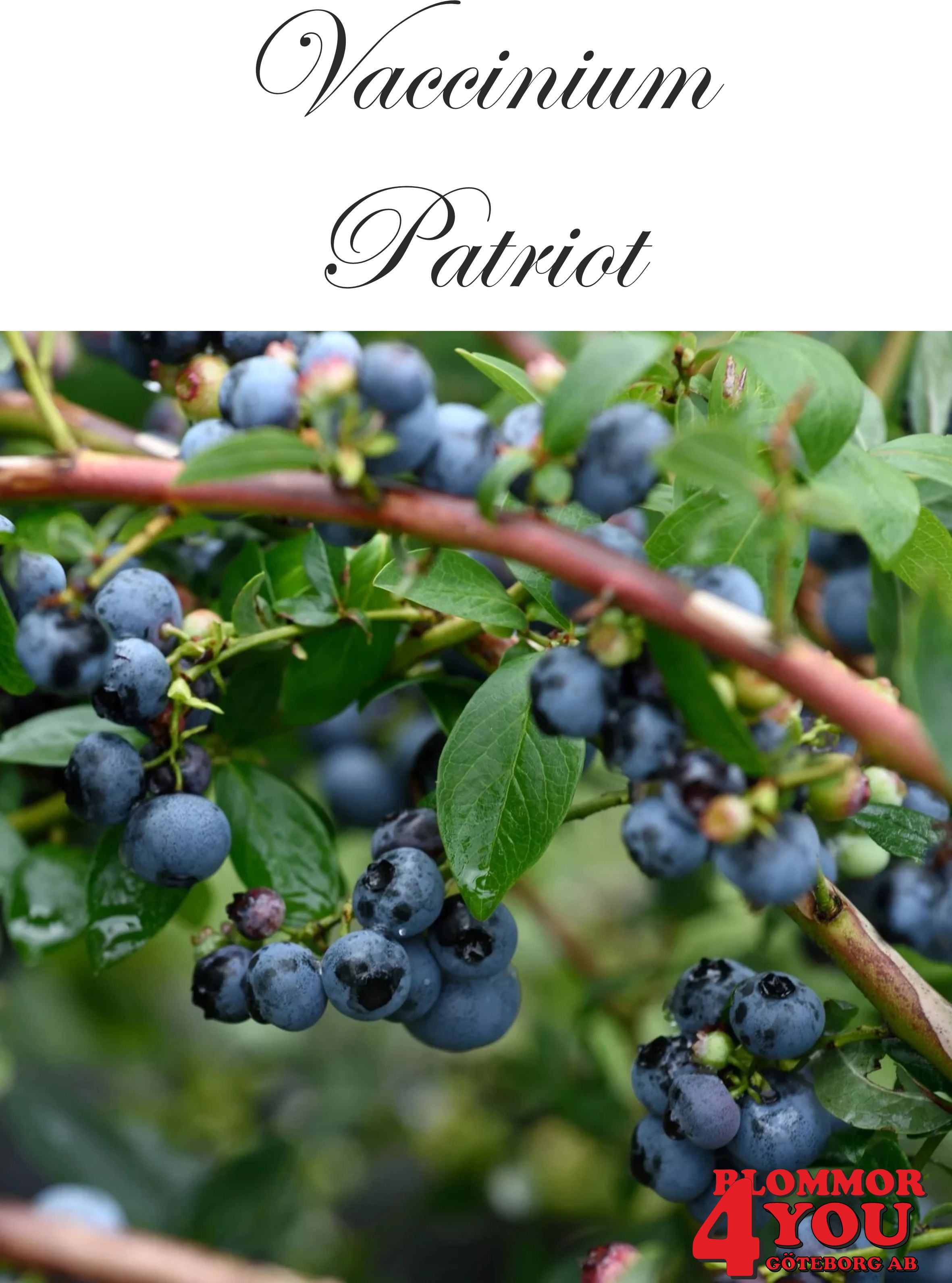 Amerikanskt blåbär  Vaccinium corymbosum Patriot  (CAC) Busk C3,5