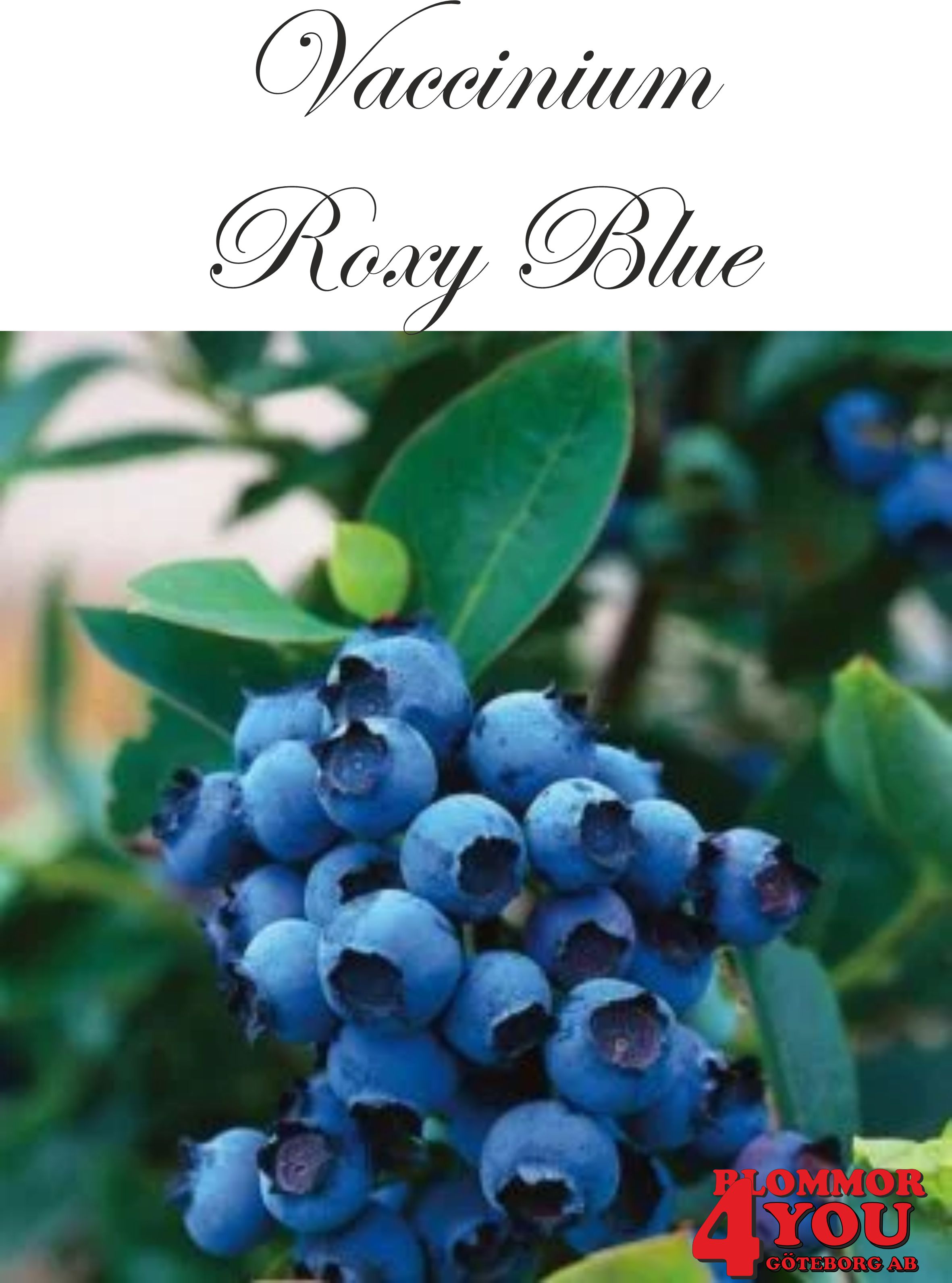 Amerikanskt blåbär  Vaccinium corymbosum Roxy Blue*   (EPS-cert) Busk C2