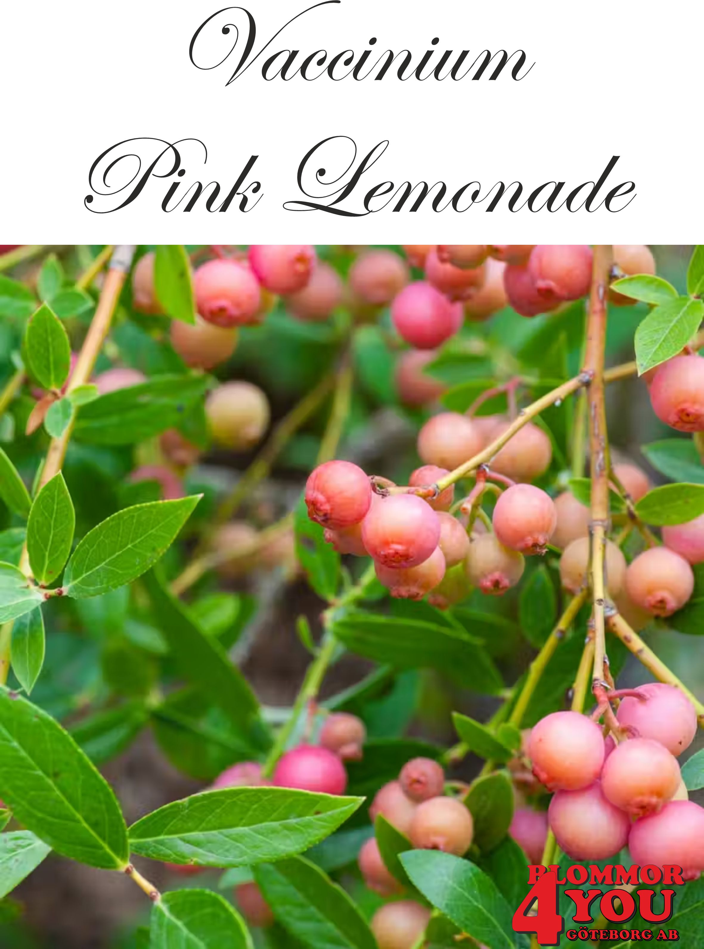 Amerikanskt blåbär Vaccinium Pink Lemonade® Busk C3,5