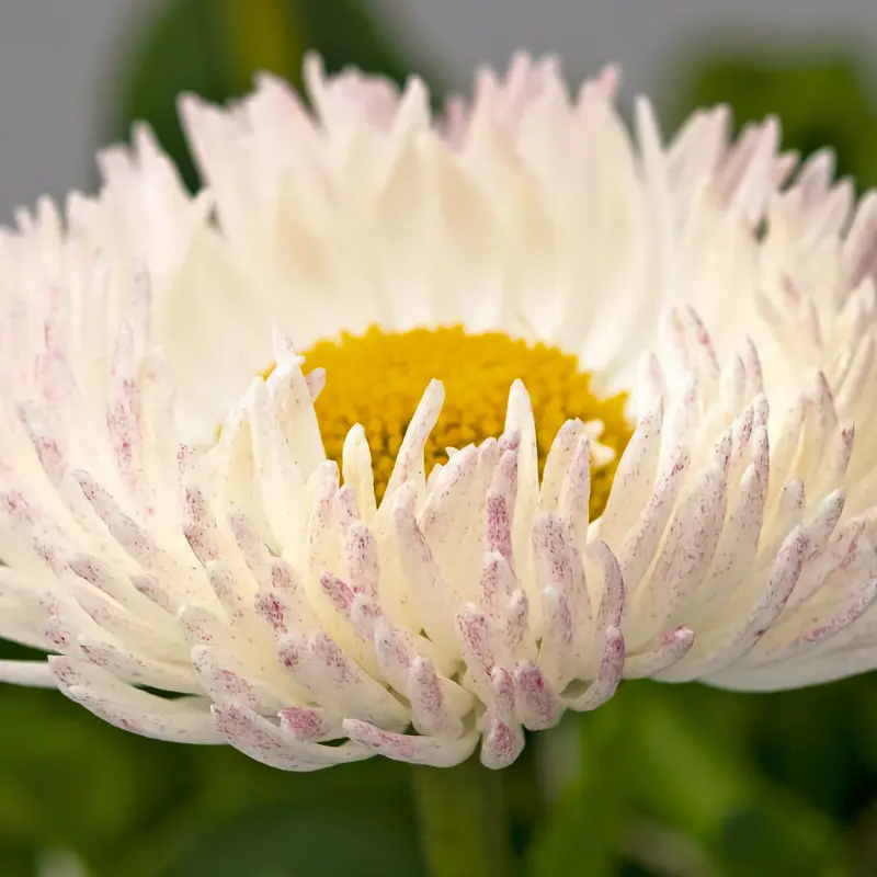 Tusensköna 'Bam Bam White Blush' - 3