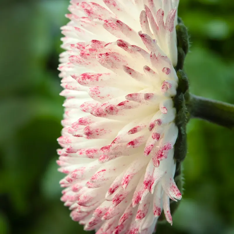 Tusensköna 'Bam Bam White Blush'