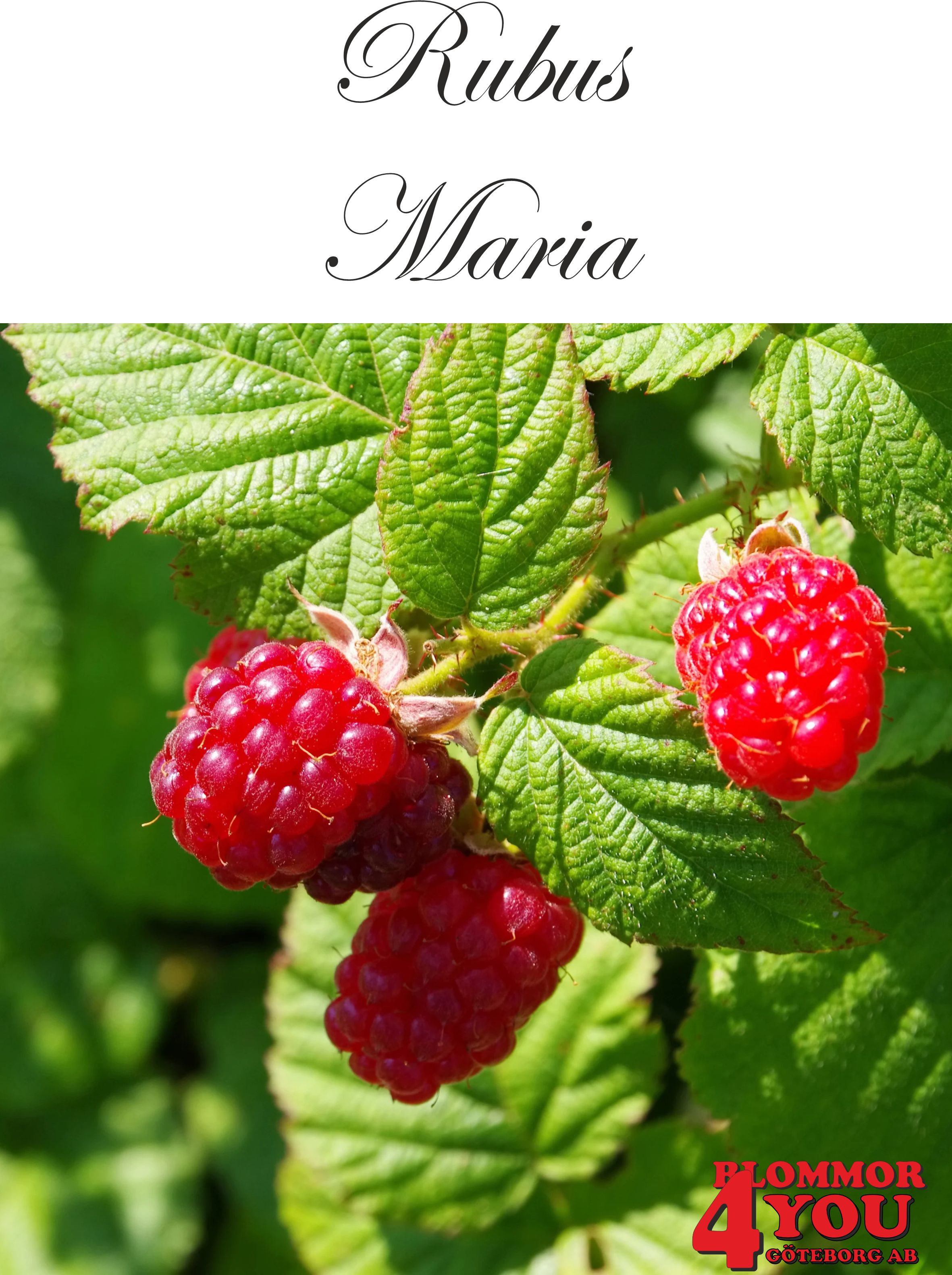 Trädgårdshallon Rubus (Hallon) Maria   (EPS-cert) A-kv C2