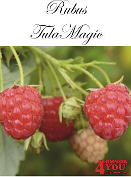 Trädgårdshallon Rubus (Hallon) TulaMagic   (CAC) A-kv C2