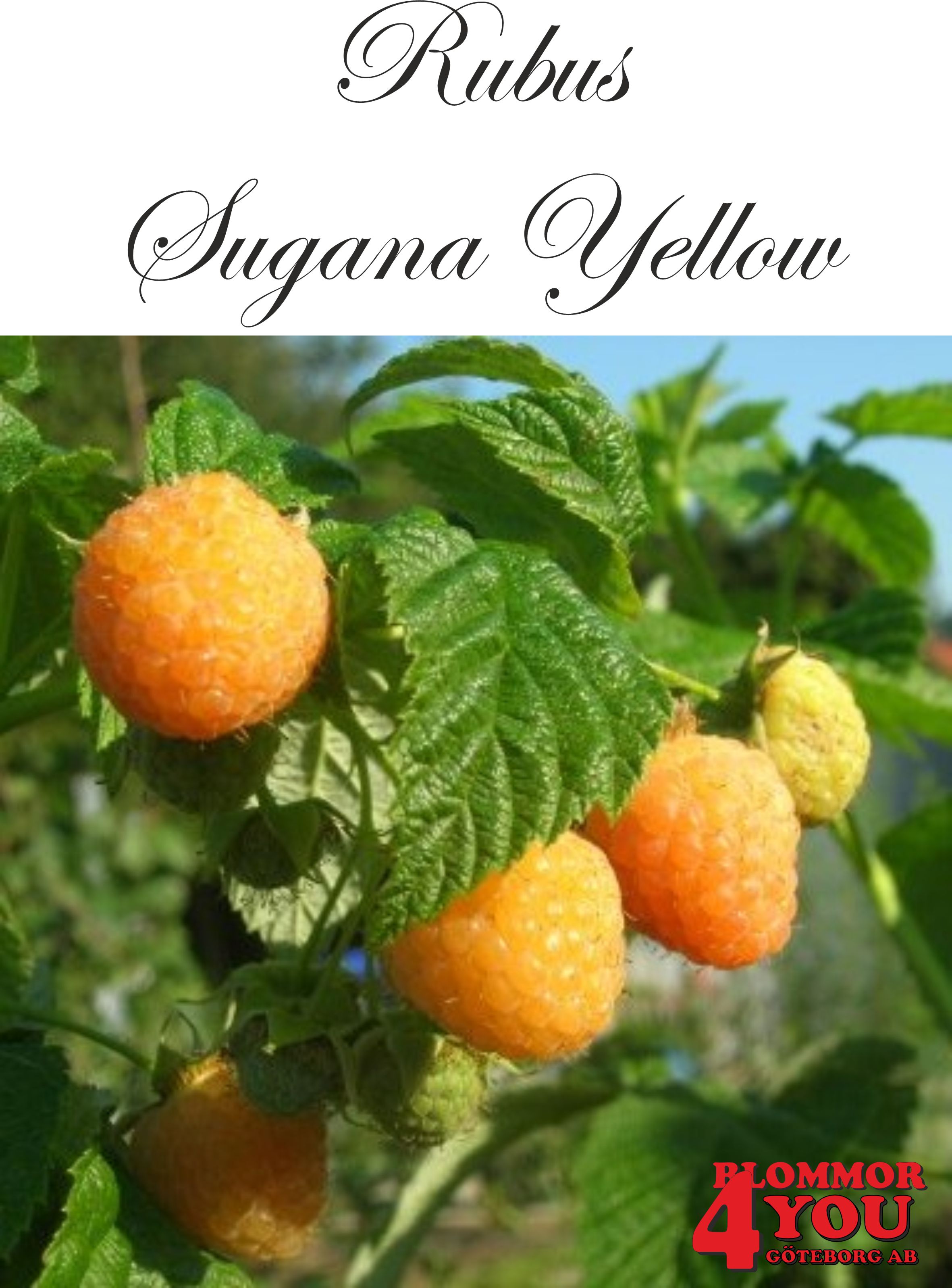 Trädgårdshallon Rubus (Hallon) Twotimer® Sugana Yellow (CAC) A-kv C2