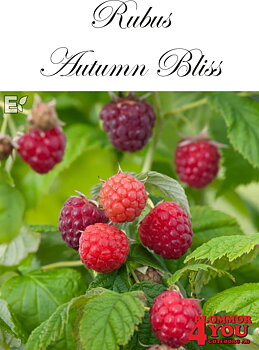 Trädgårdshallon Rubus (Hösthallon) Autumn Bliss   (CAC) A-kv C3,5