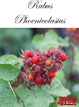 Trädgårdshallon  Rubus phoenicolasius   (CAC) A-kv C2