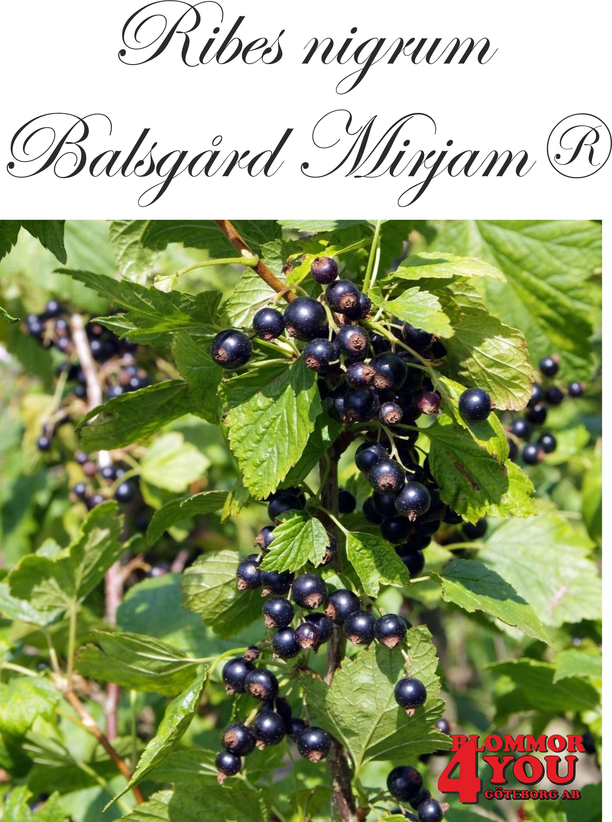 Ribes nigrum   (Svarta vinbär)    BALSGÅRD MIRJAM®(SLUBGD9114) (EPS-cert) Busk C3,5