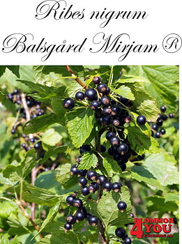 Ribes nigrum   (Svarta vinbär)    BALSGÅRD MIRJAM®(SLUBGD9114) (EPS-cert) Busk C3,5