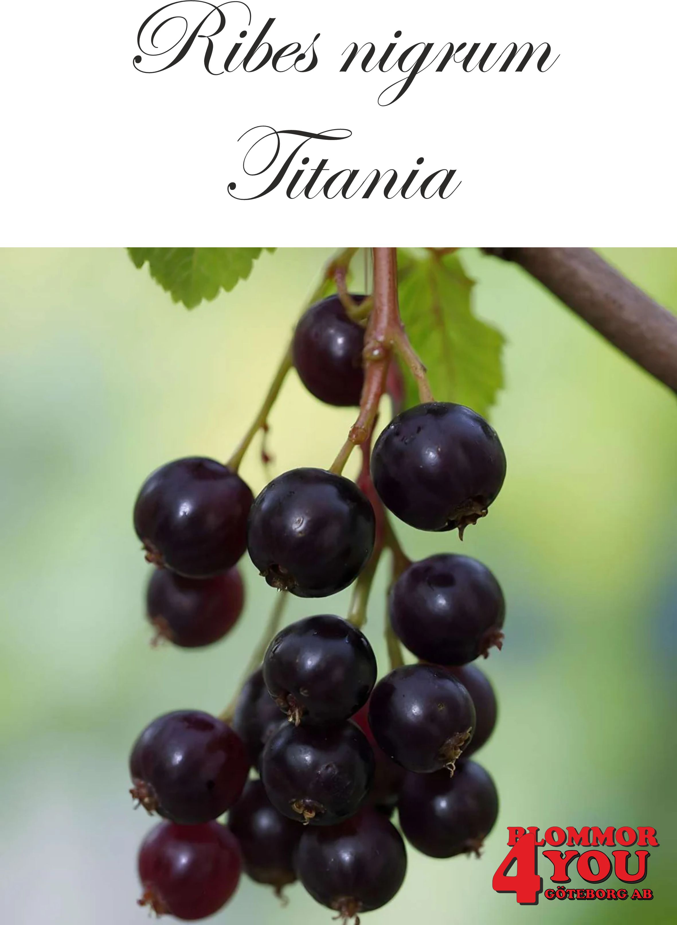 Ribes nigrum Titania   (CAC) Busk C3,5