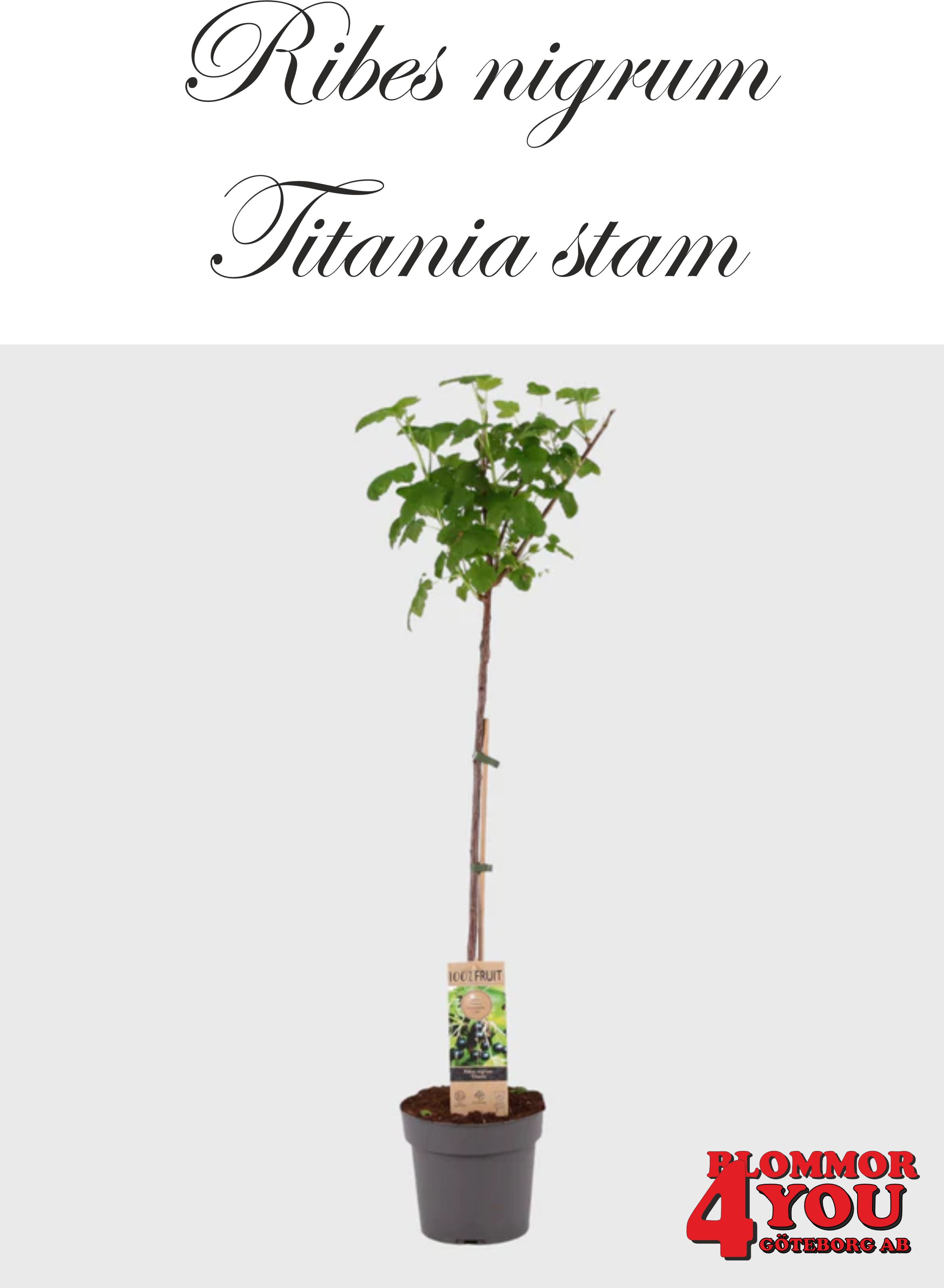 Ribes nigrum Titania   (CAC) Stam Co