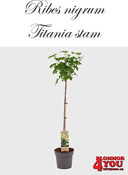 Ribes nigrum Titania   (CAC) Stam Co