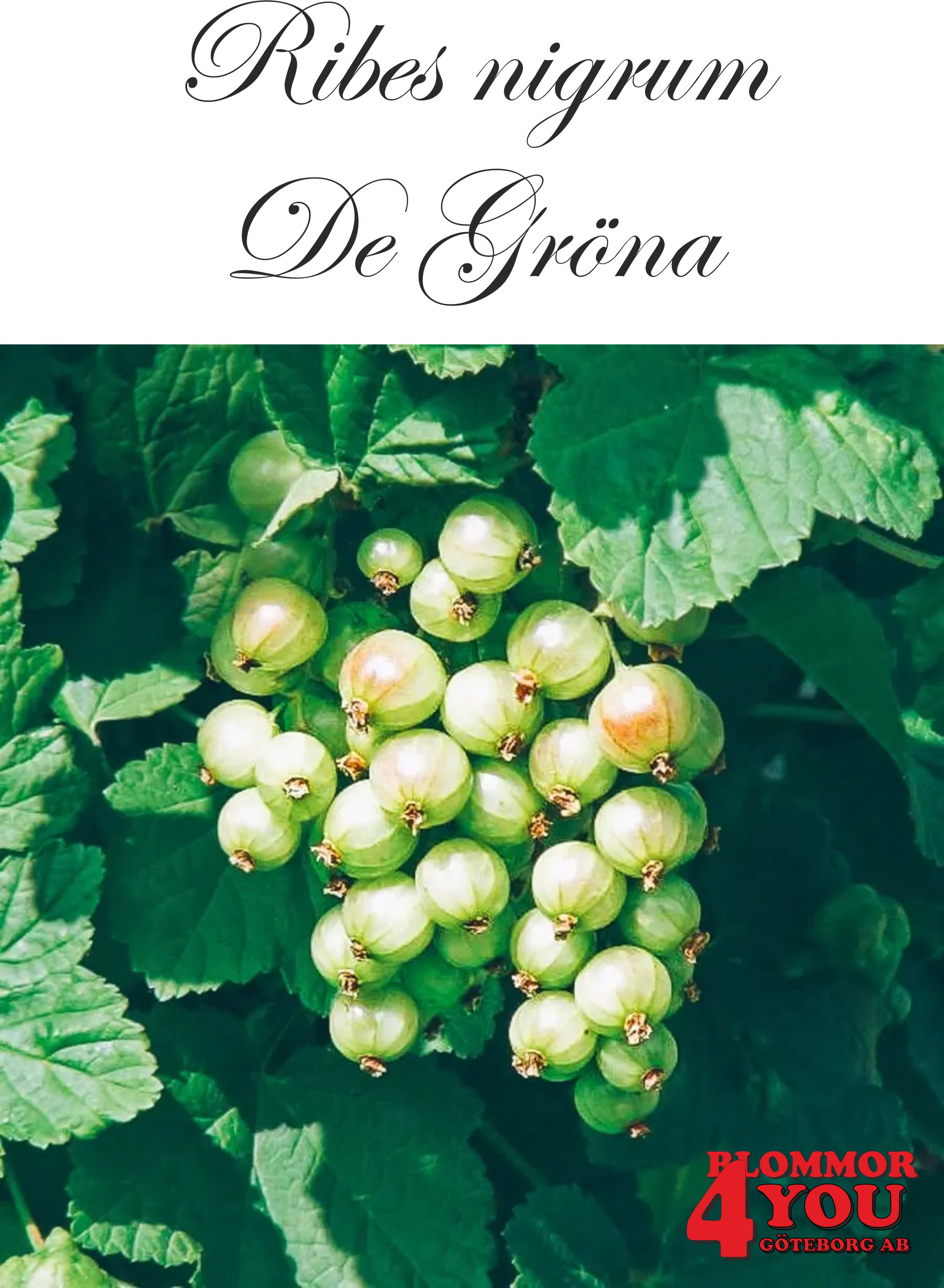 Ribes nigrum De Gröna   (EPS-cert) Busk C3,5