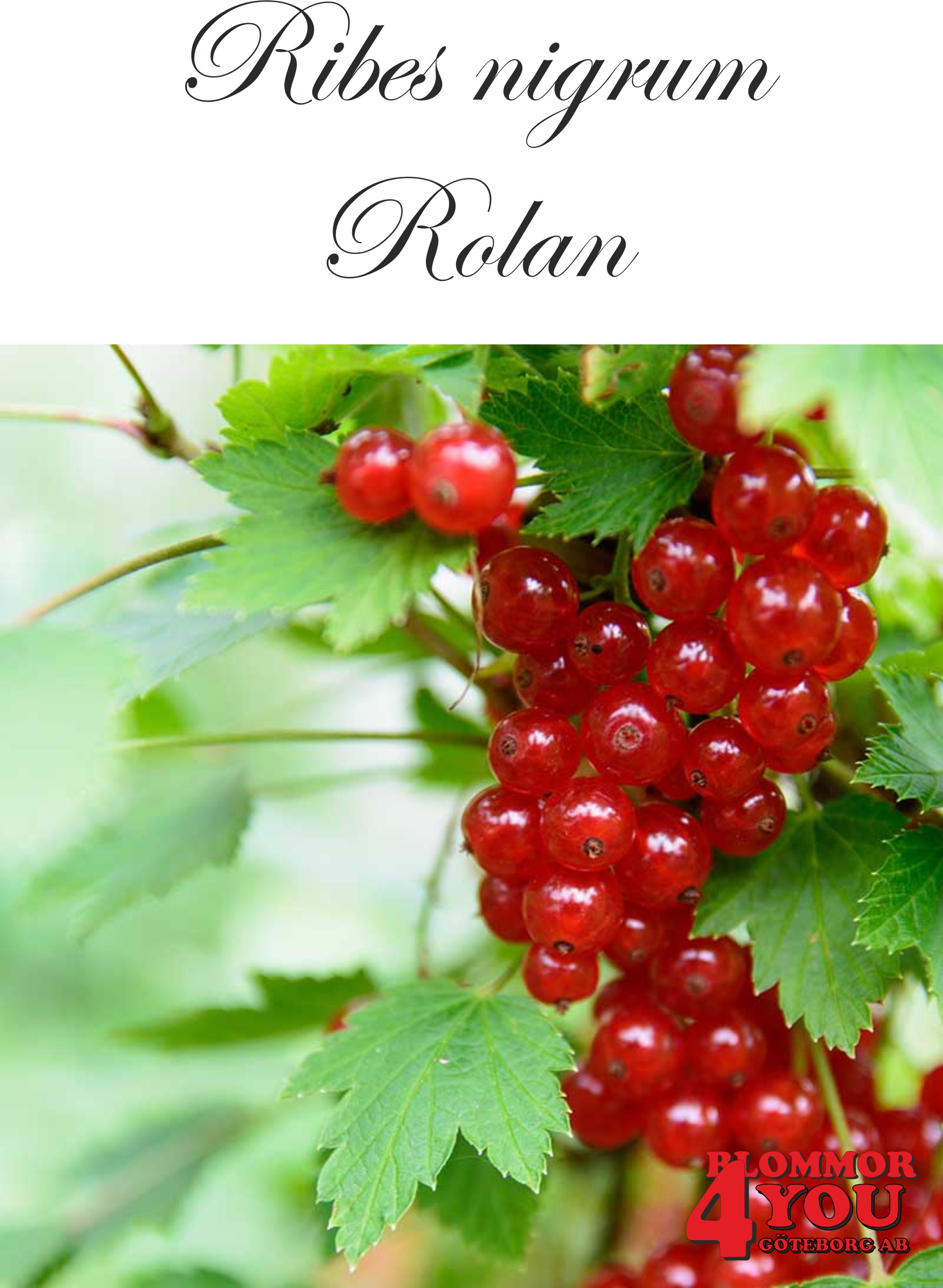 Ribes (Röda Vinbär) Rolan  (CAC) Busk C3,5