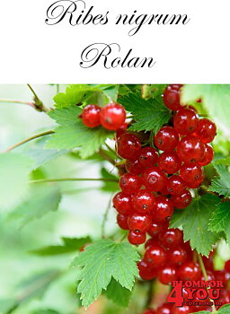 Ribes (Röda Vinbär) Rolan  (CAC) Busk C3,5