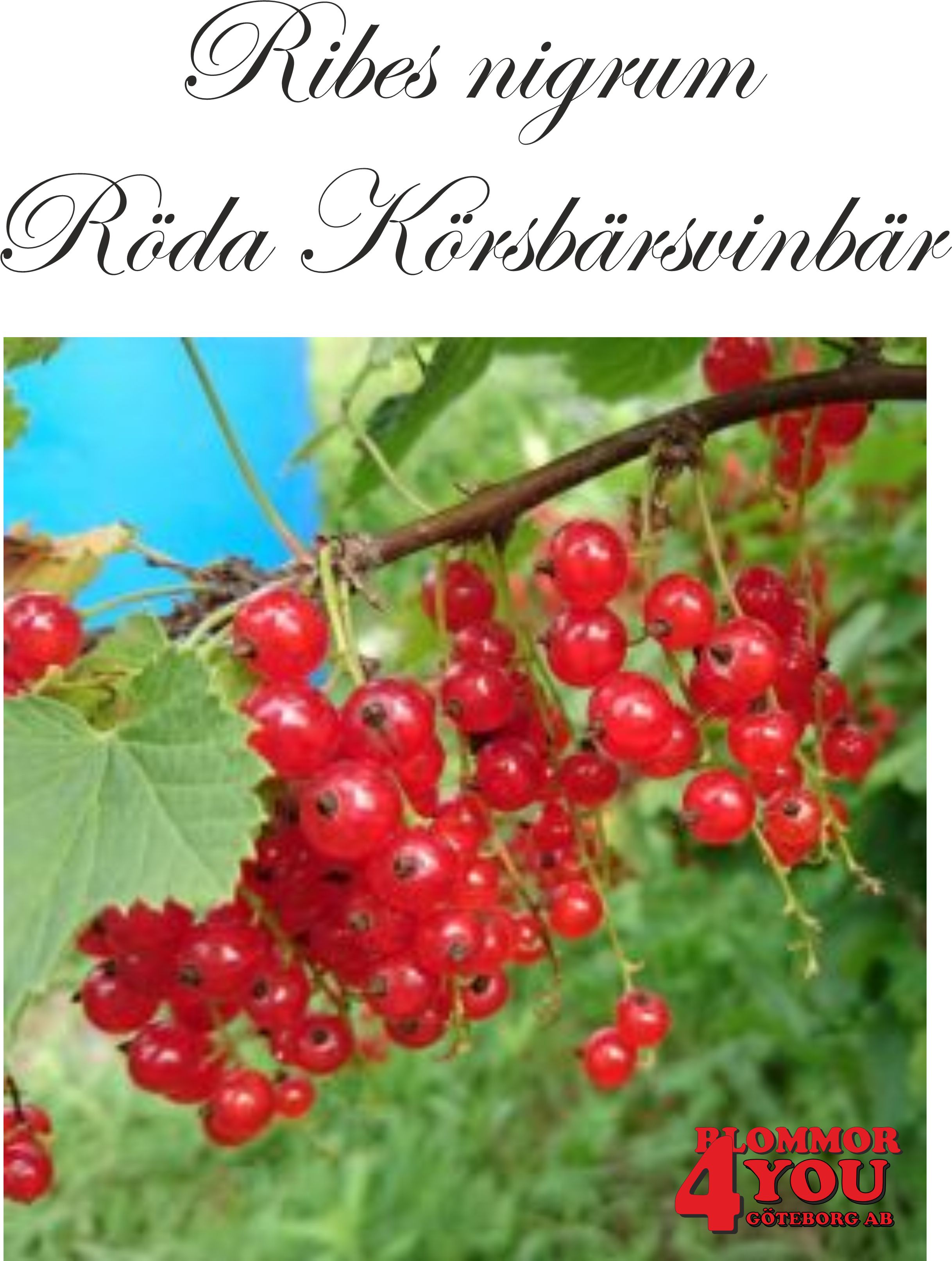 Ribes (Röda Vinbär) Röda Körsbärsvinbär (EPS-cert) Busk C3,5