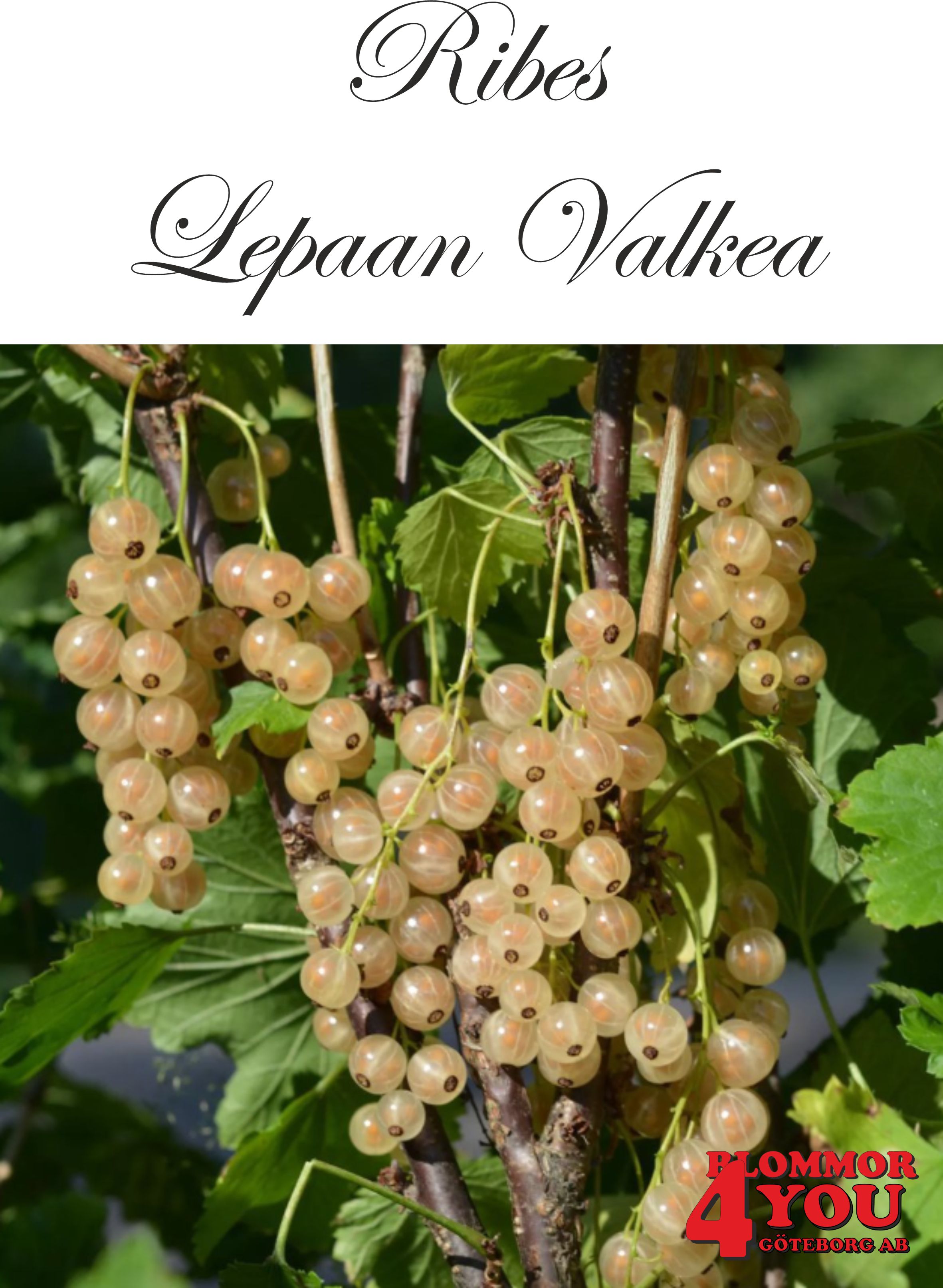 Ribes (Vita Vinbär) Lepaan Valkea (EPS-cert) Busk C3,5