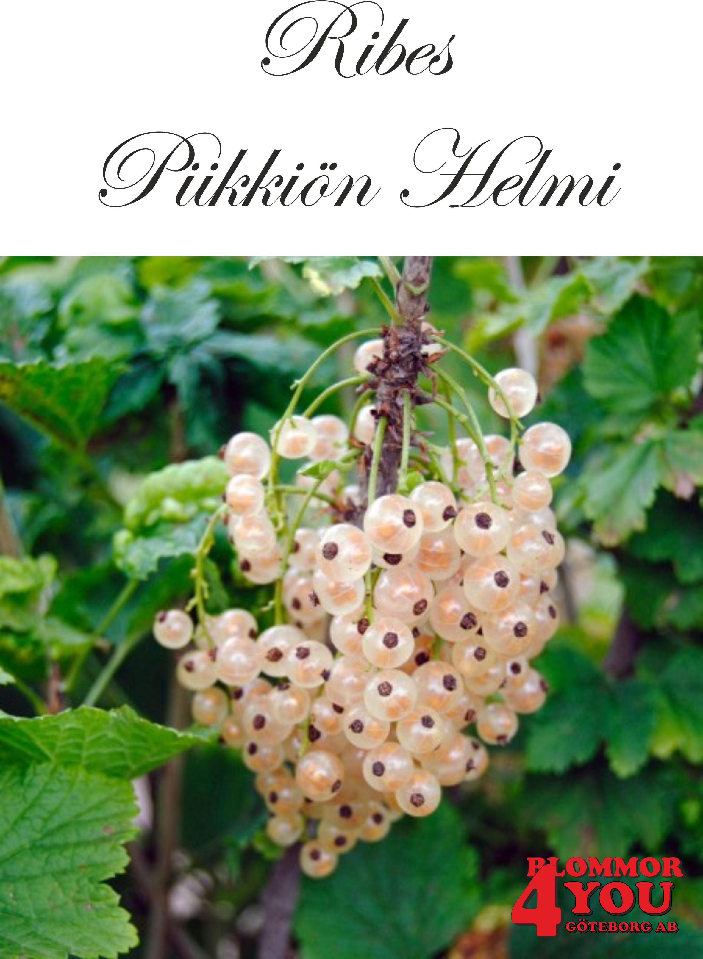 Ribes (Vita Vinbär) Piikkiön Helmi (EPS-cert) Busk C3,5