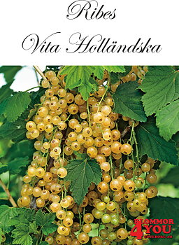 Ribes (Vita Vinbär) Vita Holländska (CAC) Busk C3,5
