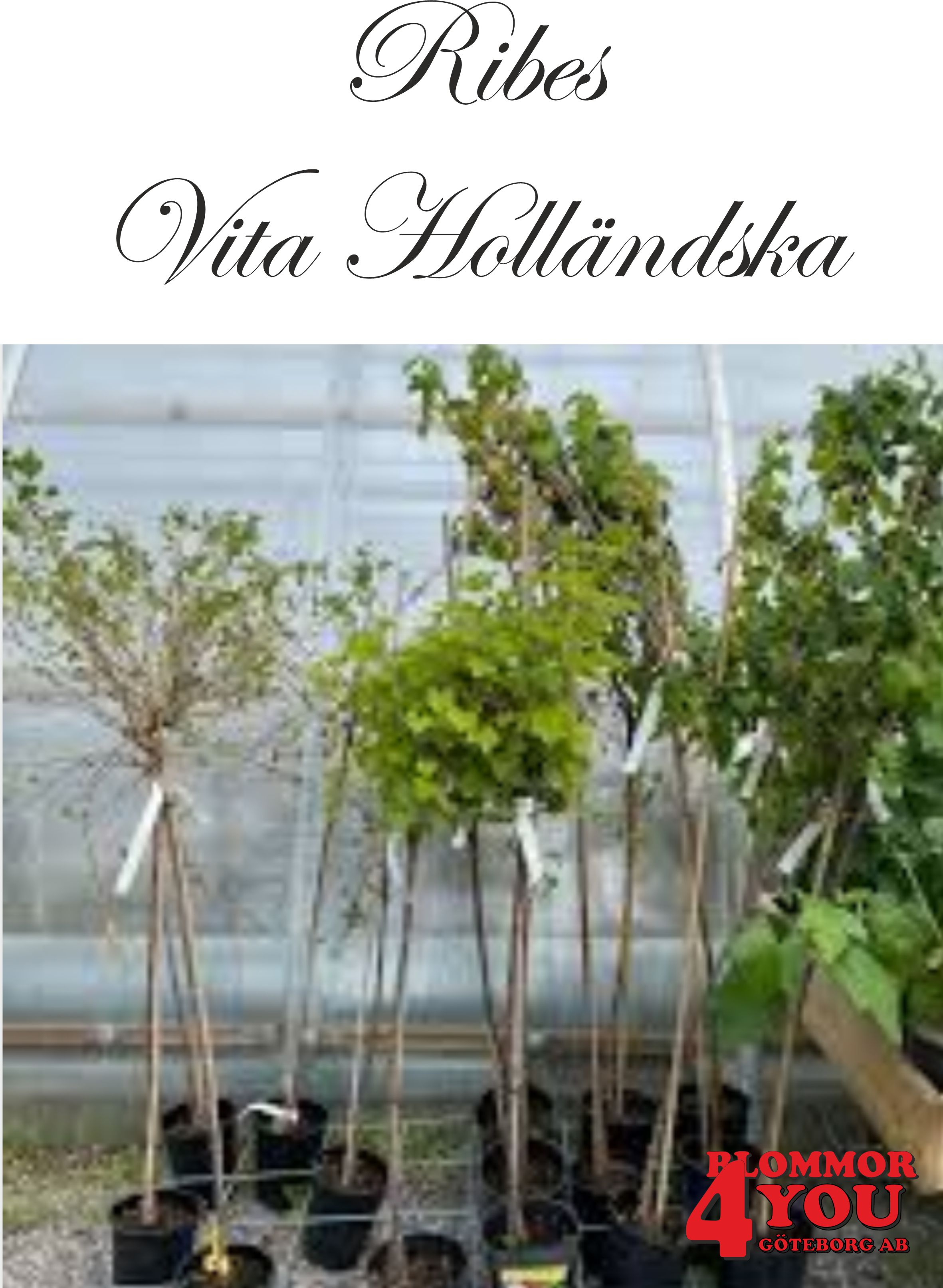 Ribes (Vita Vinbär) Vita Holländska (CAC) Stam Co