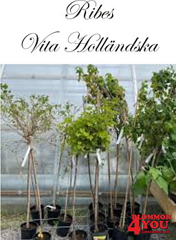 Ribes (Vita Vinbär) Vita Holländska (CAC) Stam Co