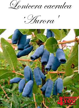 Lonicera caerulea var.kamt. Aurora Buks C3,5