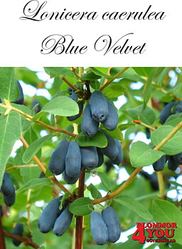 Lonicera caerulea var. kamt. Blue Velvet Busk C3,5
