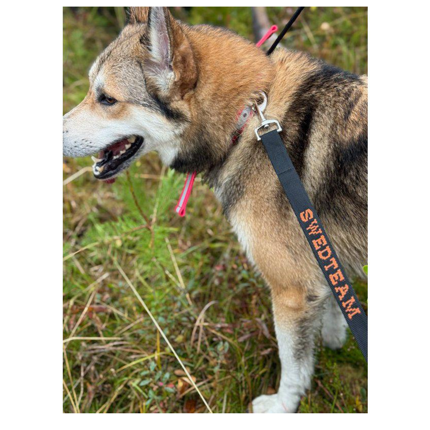 Swedteam Dog Leash