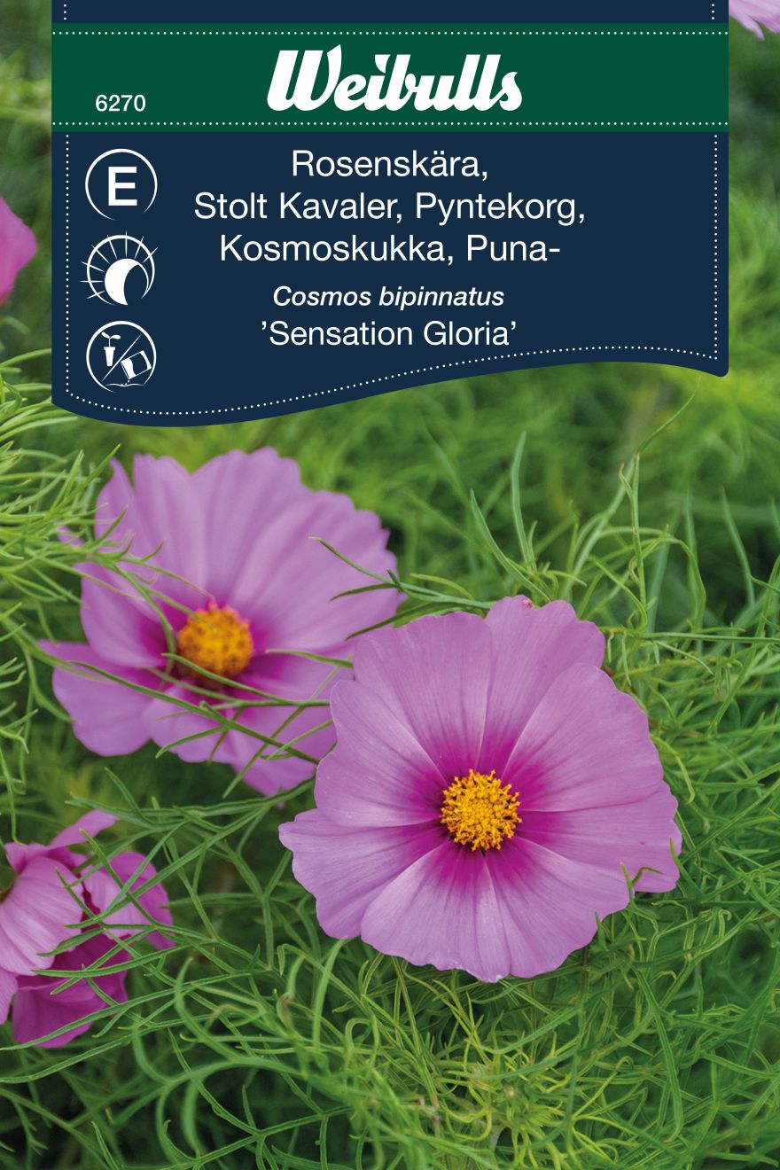 6270   Weibulls Rosenskära Sensation Gloria Cosmos bipinnatus