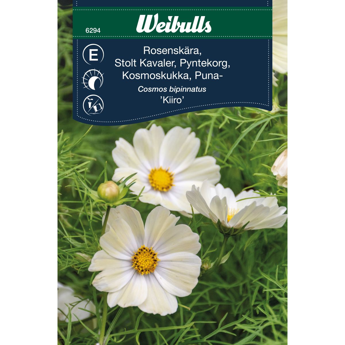 6294   Weibulls Rosenskära Kiiro Cosmos bipinnatus