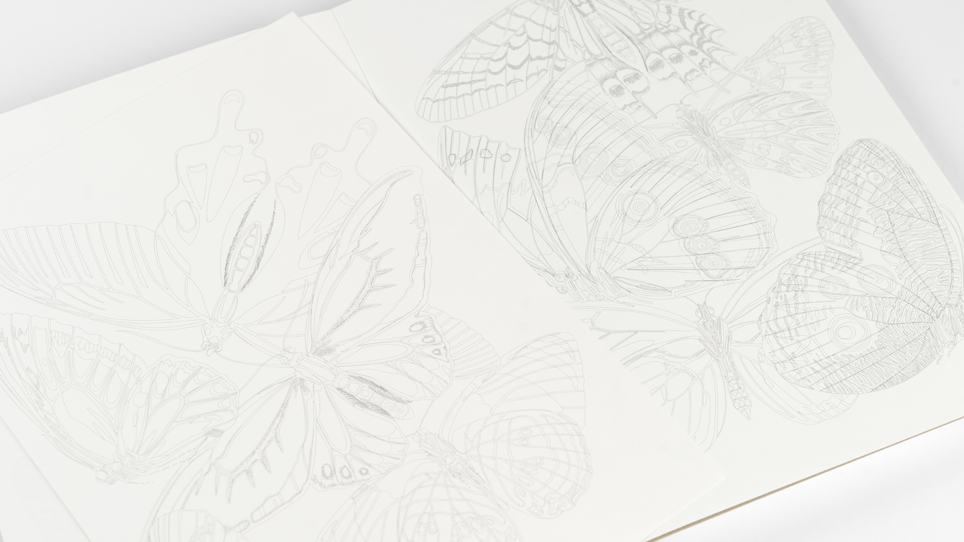 Butterflies, Colouring book - 5